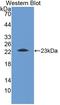 Apolipoprotein M antibody, LS-C374417, Lifespan Biosciences, Western Blot image 