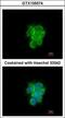 Mitochondrial Intermediate Peptidase antibody, GTX105574, GeneTex, Immunofluorescence image 