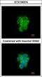 Mitochondrial intermediate peptidase antibody, GTX105574, GeneTex, Immunofluorescence image 