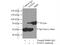 Immediate-early protein CL-6 antibody, 22115-1-AP, Proteintech Group, Immunoprecipitation image 