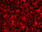 Interleukin Enhancer Binding Factor 2 antibody, 19-916, ProSci, Immunofluorescence image 