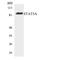 Signal Transducer And Activator Of Transcription 5A antibody, LS-C200729, Lifespan Biosciences, Western Blot image 