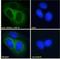 Corticotropin Releasing Hormone Receptor 1 antibody, NB100-57078, Novus Biologicals, Immunocytochemistry image 