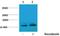 Histone Cluster 1 H2A Family Member M antibody, PA5-40151, Invitrogen Antibodies, Western Blot image 