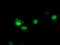 Leukocyte Receptor Cluster Member 1 antibody, LS-C173076, Lifespan Biosciences, Immunofluorescence image 
