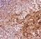 Annexin A1 antibody, LS-C343987, Lifespan Biosciences, Immunohistochemistry paraffin image 