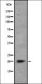 MARCKS Like 1 antibody, orb337597, Biorbyt, Western Blot image 