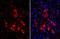 Choline O-Acetyltransferase antibody, GTX113164, GeneTex, Immunohistochemistry frozen image 