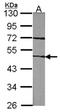 Coagulation Factor VII antibody, orb89491, Biorbyt, Western Blot image 