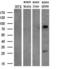 SAM And HD Domain Containing Deoxynucleoside Triphosphate Triphosphohydrolase 1 antibody, MA5-25298, Invitrogen Antibodies, Western Blot image 