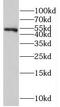 Nucleoredoxin antibody, FNab05944, FineTest, Western Blot image 