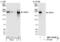 WNK Lysine Deficient Protein Kinase 3 antibody, NBP1-03340, Novus Biologicals, Western Blot image 