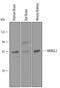 VANGL Planar Cell Polarity Protein 2 antibody, AF4815, R&D Systems, Western Blot image 