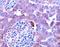 Inhibin Subunit Beta A antibody, AF338, R&D Systems, Immunohistochemistry frozen image 