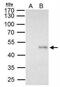 Elongator Acetyltransferase Complex Subunit 4 antibody, NBP2-16322, Novus Biologicals, Immunoprecipitation image 