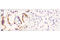 Dipeptidyl Peptidase 4 antibody, 40134S, Cell Signaling Technology, Immunohistochemistry paraffin image 