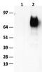 CD36 Molecule antibody, M01189-Biotin, Boster Biological Technology, Western Blot image 