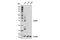 Triggering Receptor Expressed On Myeloid Cells 2 antibody, 91068T, Cell Signaling Technology, Western Blot image 