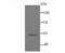 Myocyte Enhancer Factor 2A antibody, NBP2-66943, Novus Biologicals, Western Blot image 
