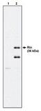 Ras and Rab interactor 1 antibody, MBS395331, MyBioSource, Western Blot image 