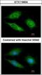 Obg Like ATPase 1 antibody, GTX118604, GeneTex, Immunofluorescence image 