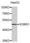 Sphingomyelin Synthase 1 antibody, MBS129390, MyBioSource, Western Blot image 