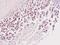 Timeless Circadian Regulator antibody, PA5-28026, Invitrogen Antibodies, Immunohistochemistry frozen image 