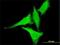 Heat Shock Transcription Factor 2 antibody, H00003298-M01, Novus Biologicals, Immunofluorescence image 