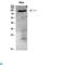 Neural Cell Adhesion Molecule 1 antibody, LS-C813370, Lifespan Biosciences, Immunohistochemistry paraffin image 
