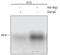 Oligodendrocyte Transcription Factor 2 antibody, AF2418, R&D Systems, Chromatin Immunoprecipitation image 