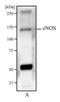 Nitric oxide synthase, endothelial antibody, TA336799, Origene, Western Blot image 