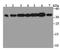 Replication Protein A2 antibody, A02067, Boster Biological Technology, Western Blot image 