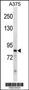 Zinc Finger Protein 148 antibody, 60-553, ProSci, Western Blot image 