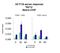 TATA-Box Binding Protein Associated Factor 12 antibody, PA5-46867, Invitrogen Antibodies, Chromatin Immunoprecipitation image 