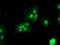 TLE Family Member 2, Transcriptional Corepressor antibody, MA5-25851, Invitrogen Antibodies, Immunocytochemistry image 