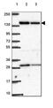 Acyl-CoA Dehydrogenase Medium Chain antibody, PA5-64315, Invitrogen Antibodies, Western Blot image 