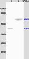 CAMP Responsive Element Binding Protein 1 antibody, orb10462, Biorbyt, Western Blot image 