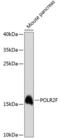 RNA Polymerase II Subunit F antibody, 14-833, ProSci, Western Blot image 