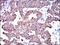 Keratin 5 antibody, NBP2-37373, Novus Biologicals, Immunohistochemistry paraffin image 