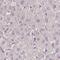 Actin Related Protein T2 antibody, NBP1-89005, Novus Biologicals, Immunohistochemistry paraffin image 