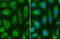 Mitogen-Activated Protein Kinase Kinase 2 antibody, GTX630543, GeneTex, Immunofluorescence image 