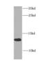 ATP Synthase Inhibitory Factor Subunit 1 antibody, FNab00735, FineTest, Western Blot image 