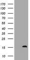 TSC22 Domain Family Member 1 antibody, LS-C174120, Lifespan Biosciences, Western Blot image 