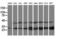 Pyridoxamine 5'-Phosphate Oxidase antibody, M06357-1, Boster Biological Technology, Western Blot image 