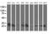 Adenylate Kinase 4 antibody, MA5-25568, Invitrogen Antibodies, Western Blot image 