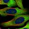 Ribosomal Protein L10a antibody, HPA053803, Atlas Antibodies, Immunocytochemistry image 