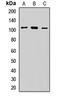 Adhesion G Protein-Coupled Receptor E5 antibody, orb412205, Biorbyt, Western Blot image 