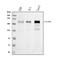 Integrin Subunit Beta 4 antibody, M01015-2, Boster Biological Technology, Western Blot image 