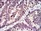 Inhibitor Of DNA Binding 2 antibody, NBP2-37417, Novus Biologicals, Immunohistochemistry paraffin image 