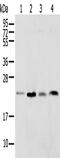 Signal Peptidase Complex Subunit 2 antibody, PA5-51212, Invitrogen Antibodies, Western Blot image 